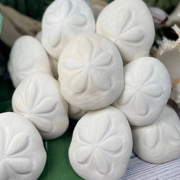 REAL Large Sea Biscuit Sea Urchin Sand Dollar WHITE NAUTICAL COASTAL DECOR - Picture 3 of 13
